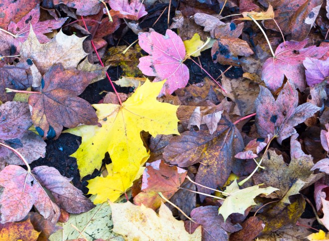 Autumn leaves wiht yellow leaf