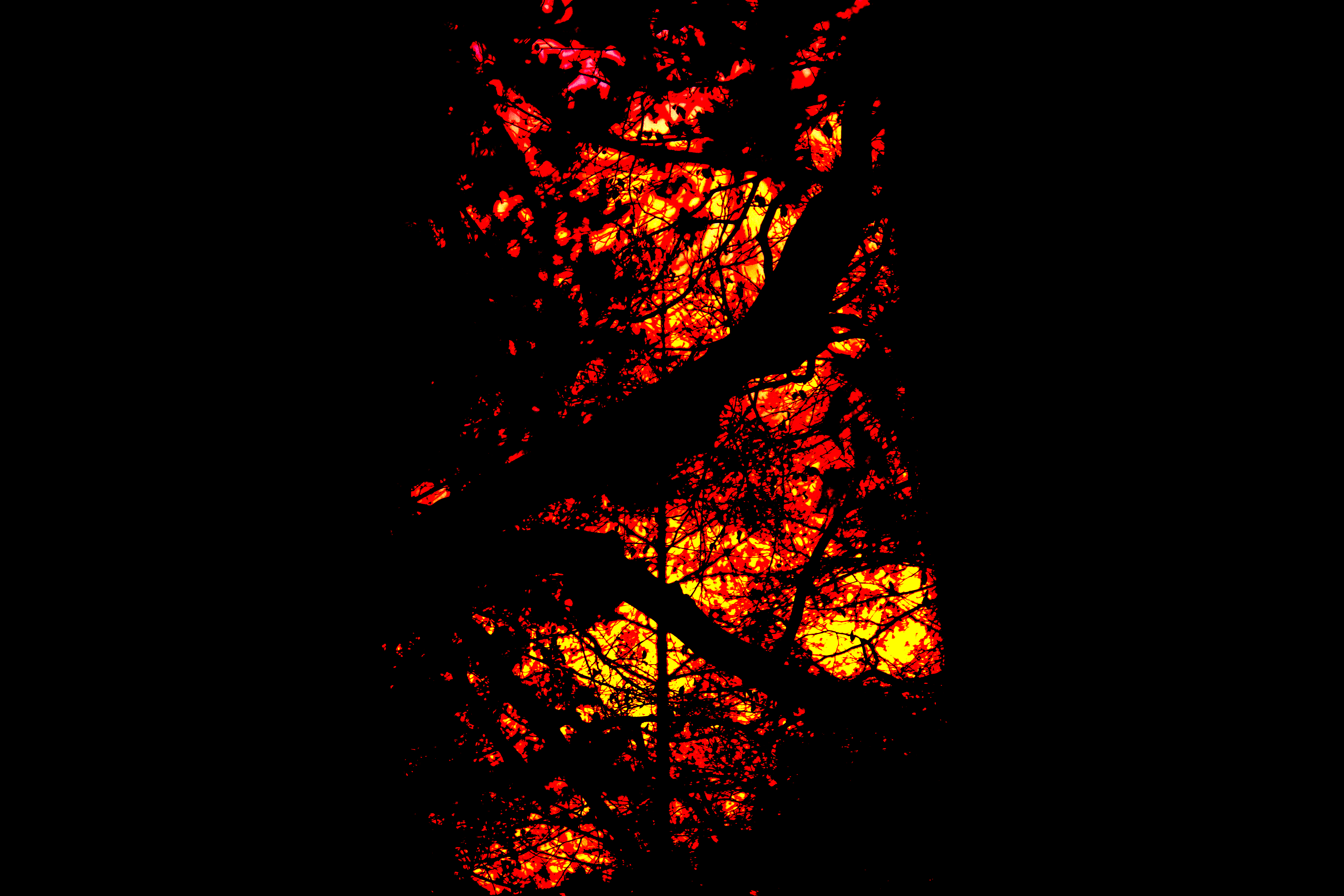 Fiery Tress