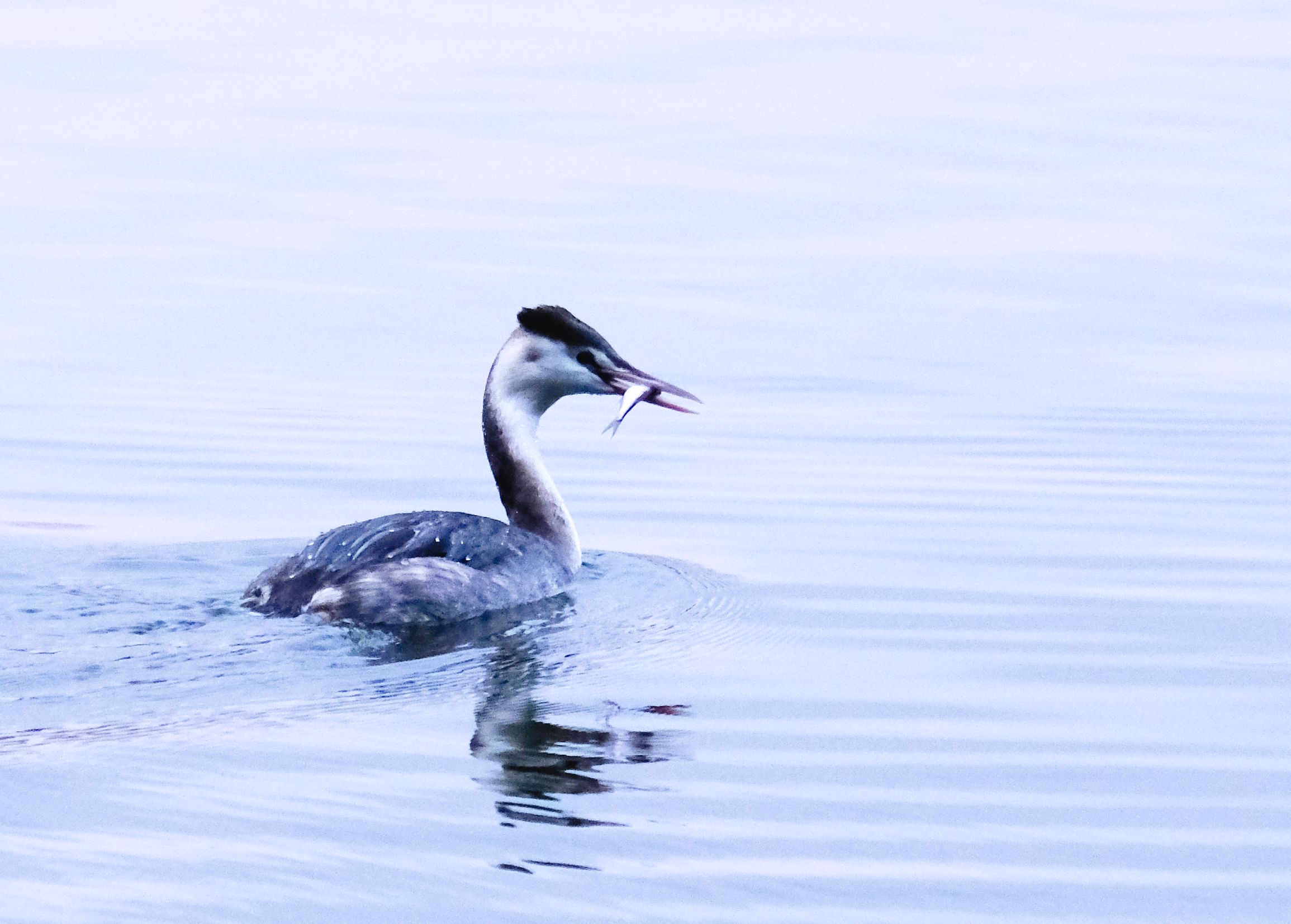 Great Crested Grebe fedding 2