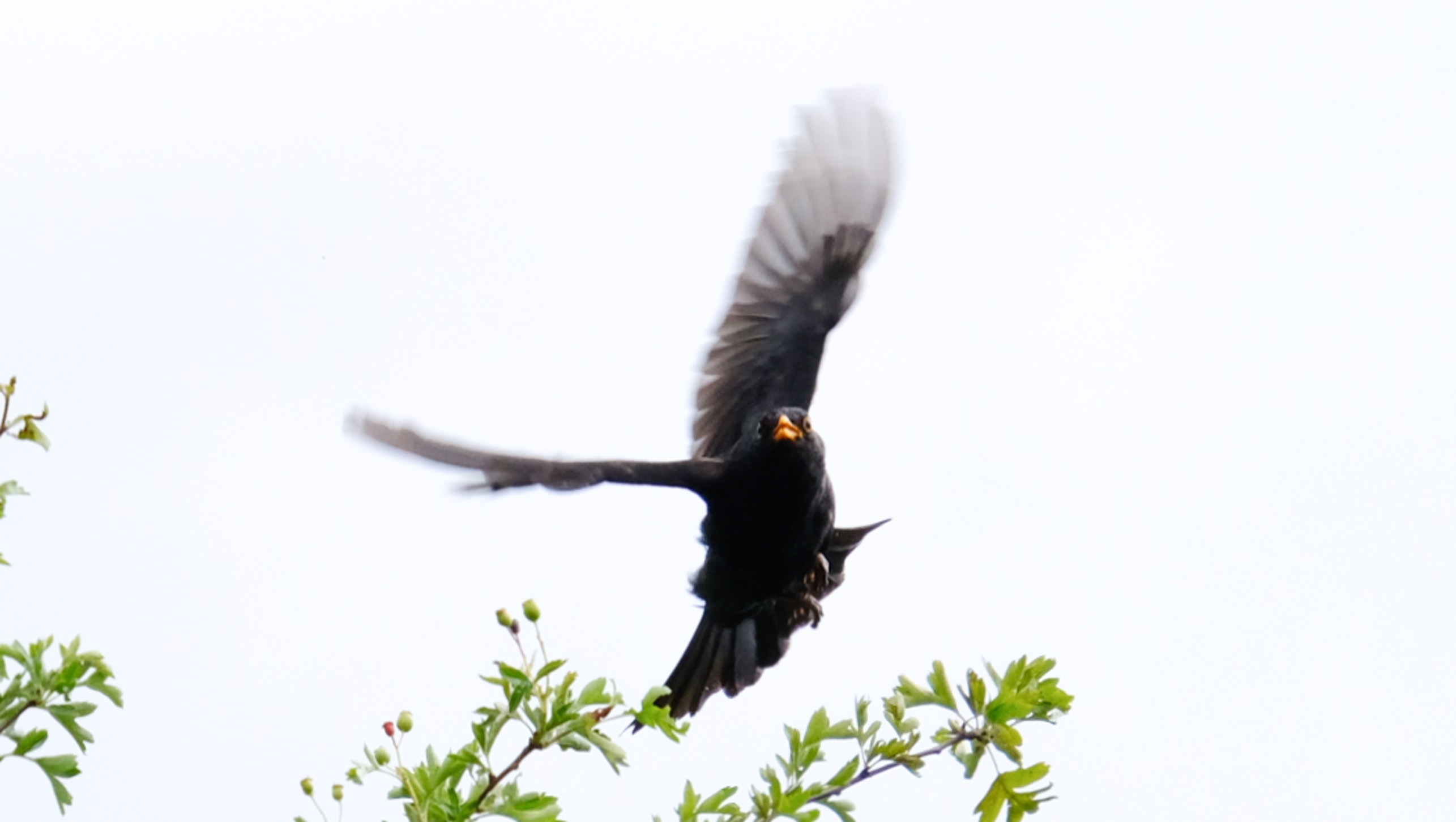 Blackbird flight cropped 2020-07-05 12.03.47