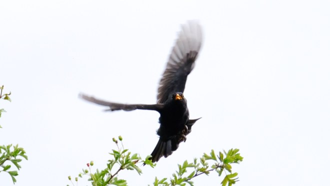 Blackbird flight cropped 2020-07-05 12.03.47