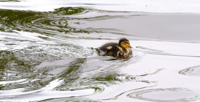 Hig speed duckling 2020-07-15 17.13.20